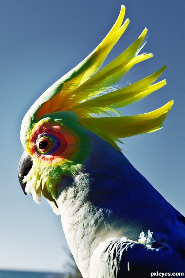 The Rainbow Cockatoo