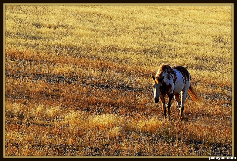 Prairie Drifter