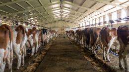 Cowshed in Saint Nectaire