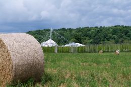 Hay and Hops