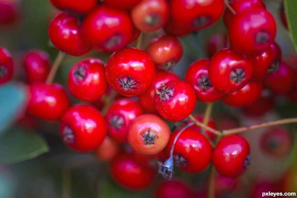 red berries