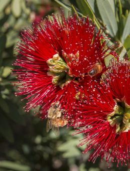 Bottle Brush