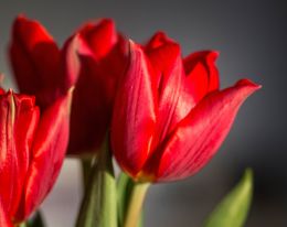 Red Tulips