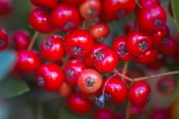 red berries