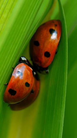 Ladybugs