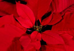 Pointsettia