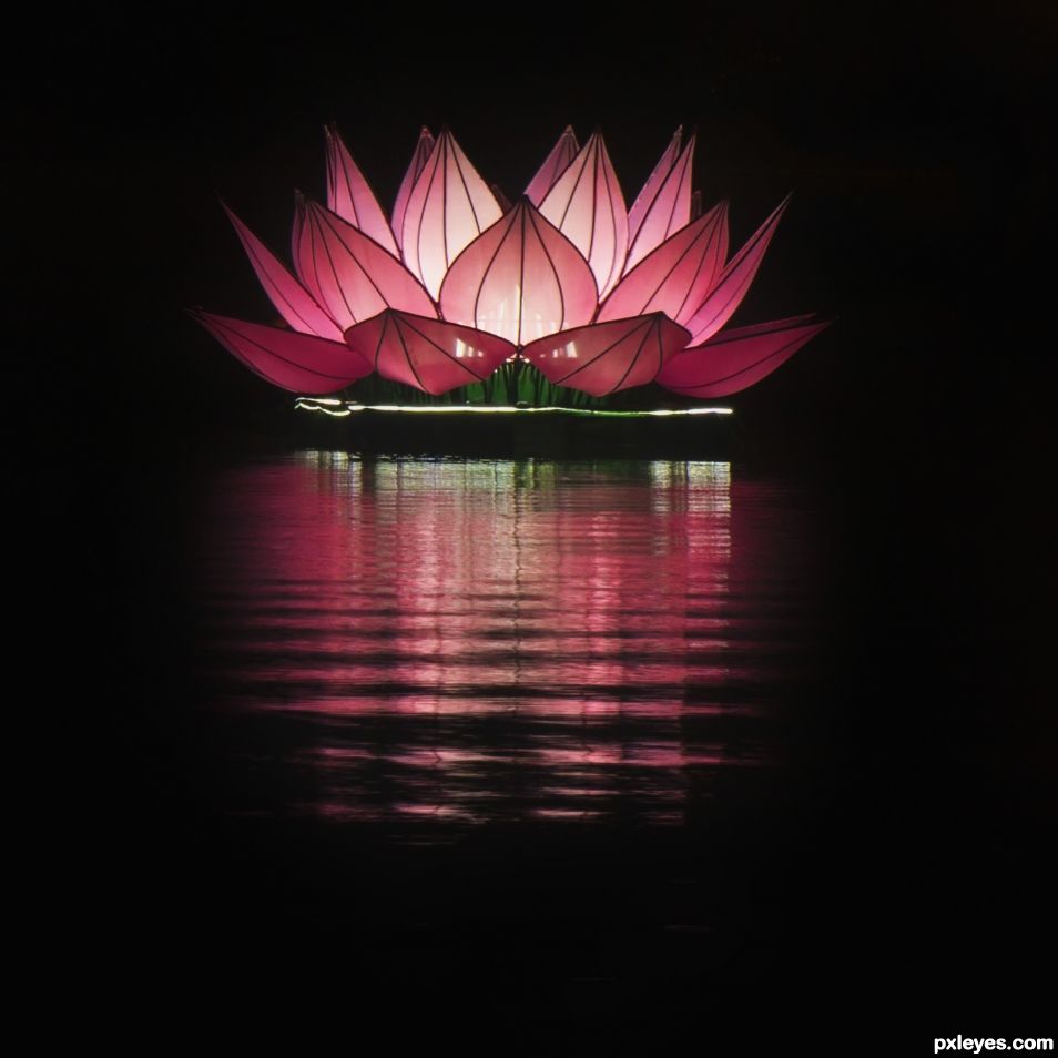 Pink Floating Lotus