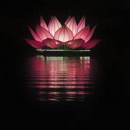 Pink Floating Lotus