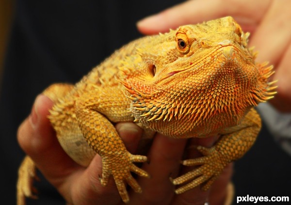 Central Bearded Dragon 