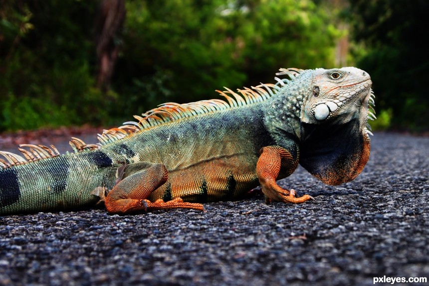 Iguana PR photoshop picture)