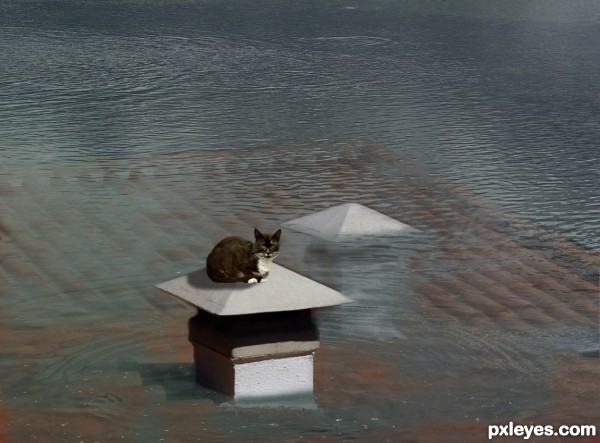 Creation of Cat On A Flooded Roof: Step 3