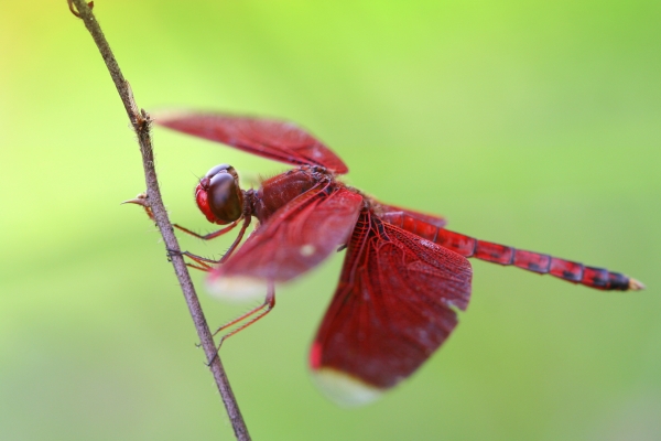 Creation of Dance of the Dragonflies: Step 3