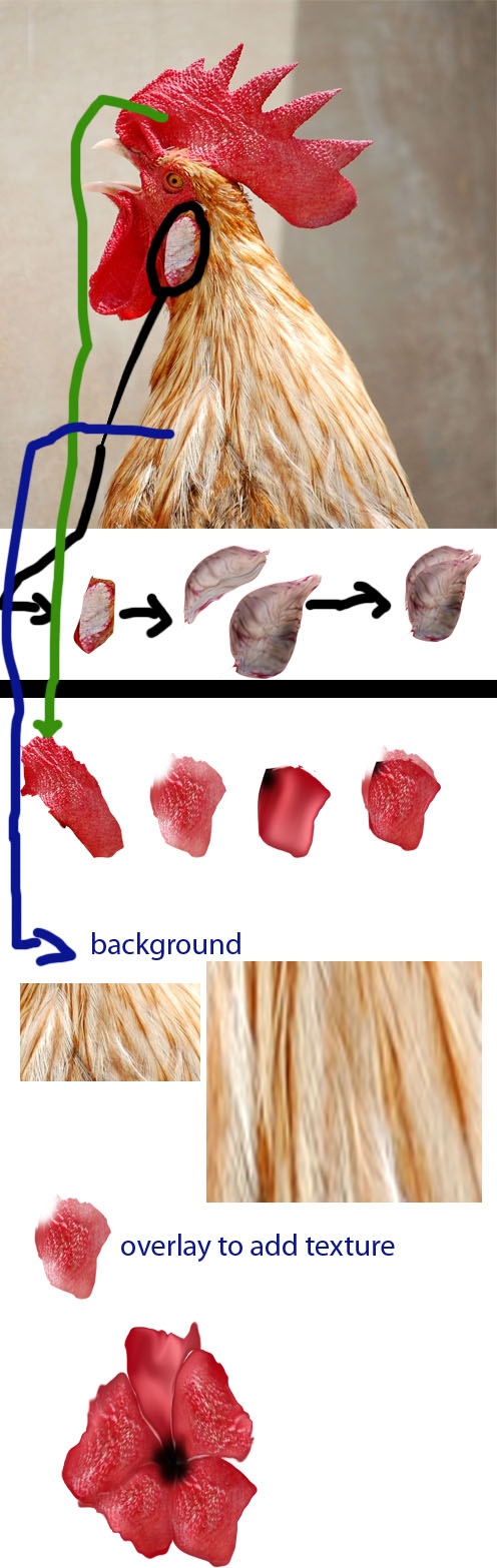 Creation of Hibiscus Hen: Step 1