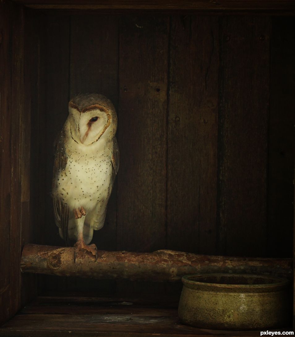 Ode to the Barn Owl