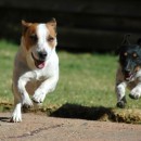 running dogs source image