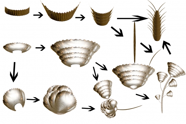 Creation of Flowers: Step 2