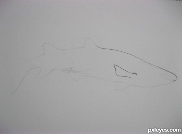 Creation of shark: Step 2