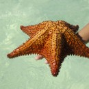 sea star source image