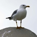 seagull source image