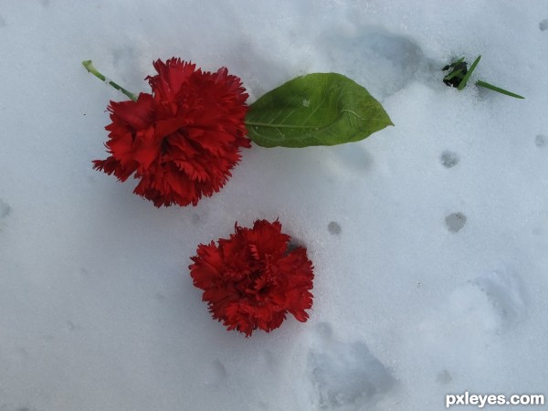 Creation of Roses in the snow: Step 1