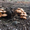 seven mushrooms source image