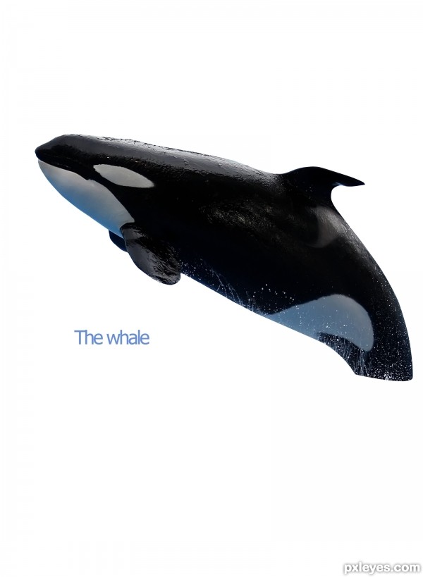 Creation of No Whaling!!!: Step 3