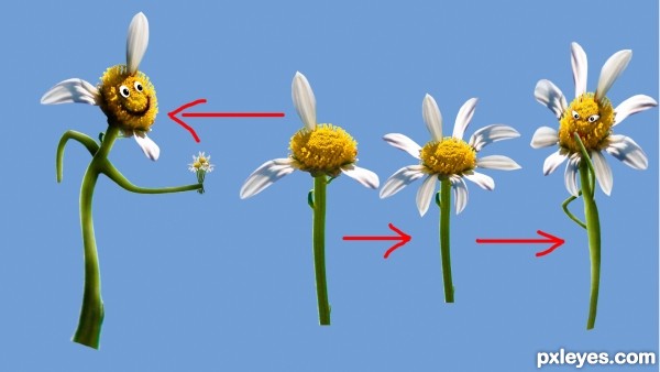 Creation of Flowers to a Flower: Step 1