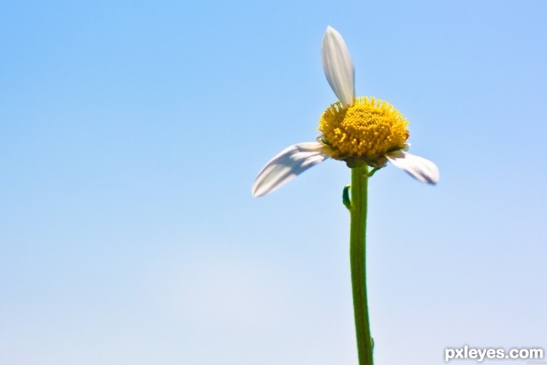 Creation of monkey eat flower: Step 1