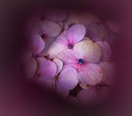 Secrets of the Hydrangea