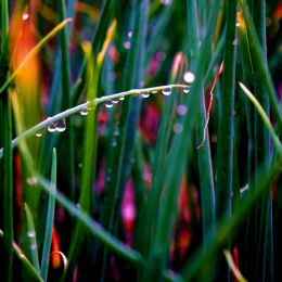 Through the Onion Patch