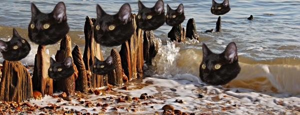 Creation of Shore Cats, Keeping the Watch: Step 4