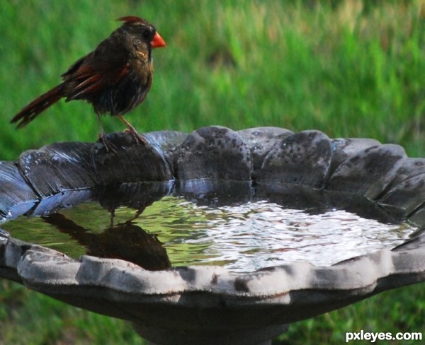 Creation of Bird Bath Hippo: Step 1