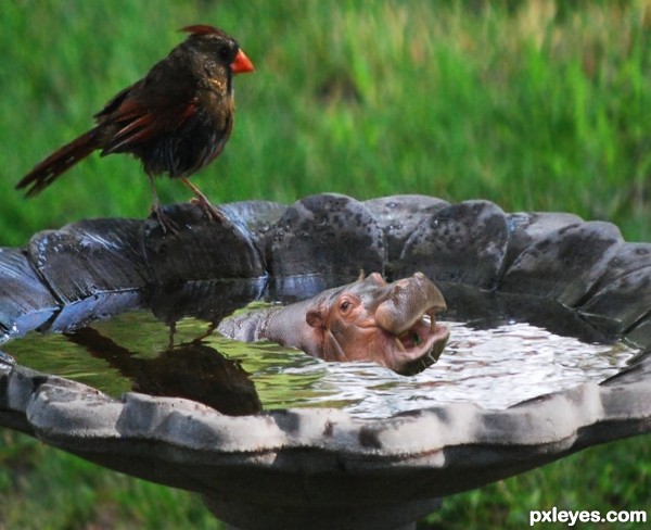 Creation of Bird Bath Hippo: Step 2