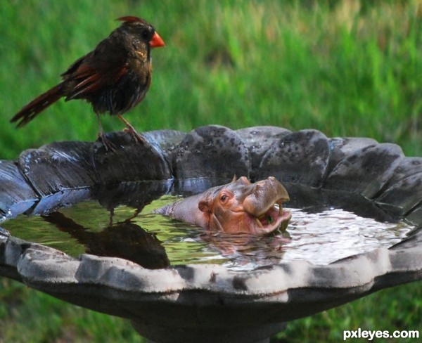 Creation of Bird Bath Hippo: Step 3