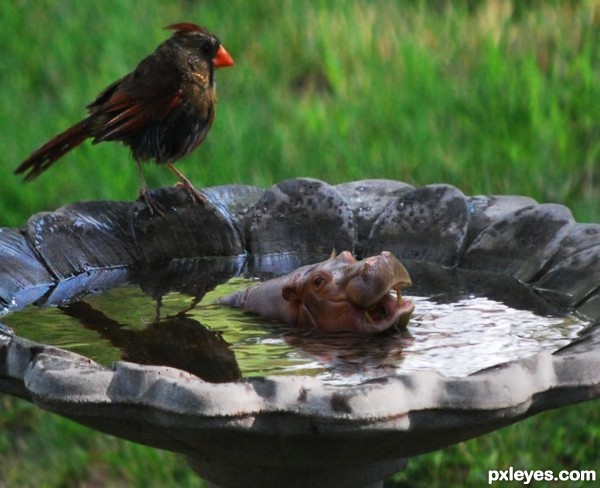 Creation of Bird Bath Hippo: Step 4