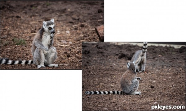 Creation of Unlucky lemurs: Step 1