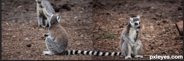 Creation of Unlucky lemurs: Step 2