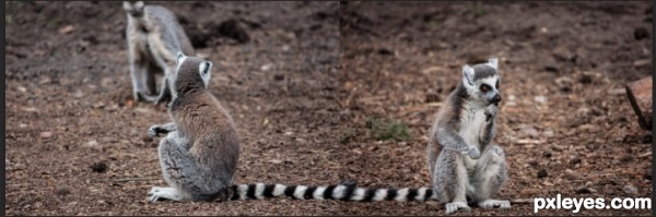 Creation of Unlucky lemurs: Step 3