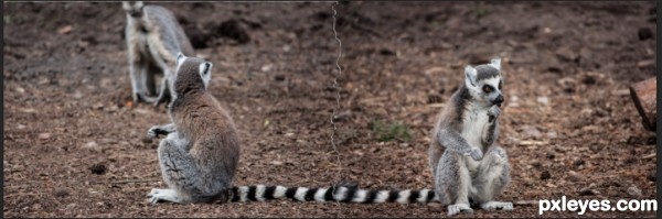 Creation of Unlucky lemurs: Step 4