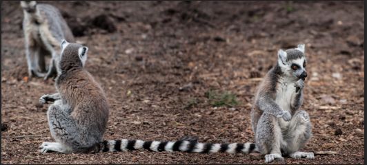 Creation of Unlucky lemurs: Step 5