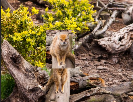 Creation of Double headed mongoose: Step 2