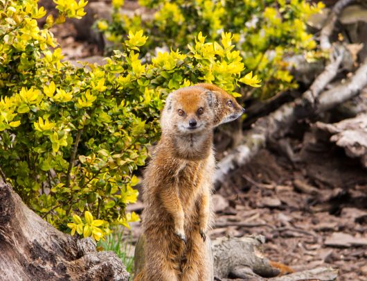 Creation of Double headed mongoose: Step 3