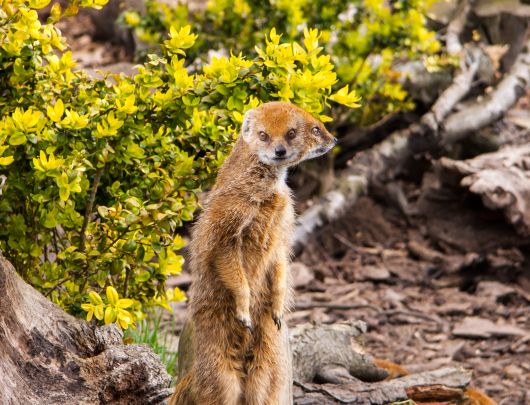 Creation of Double headed mongoose: Step 4