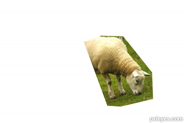 Creation of Sheeps: Step 1