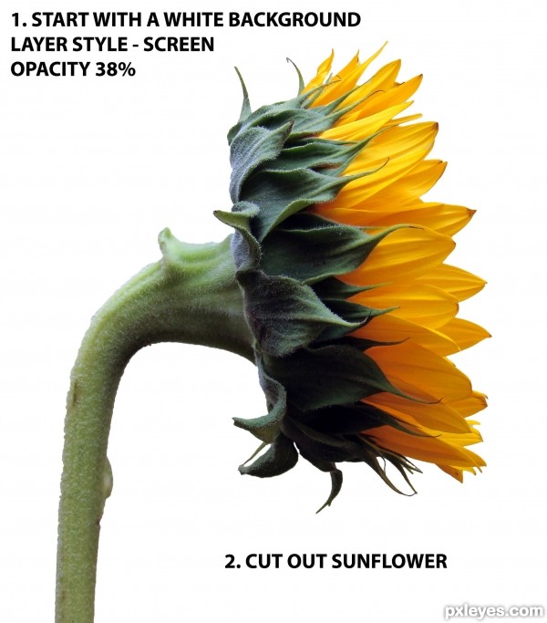 Creation of A Sunflower Silhouette: Step 1