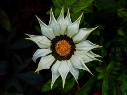 Gazania