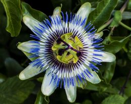 Passion flower