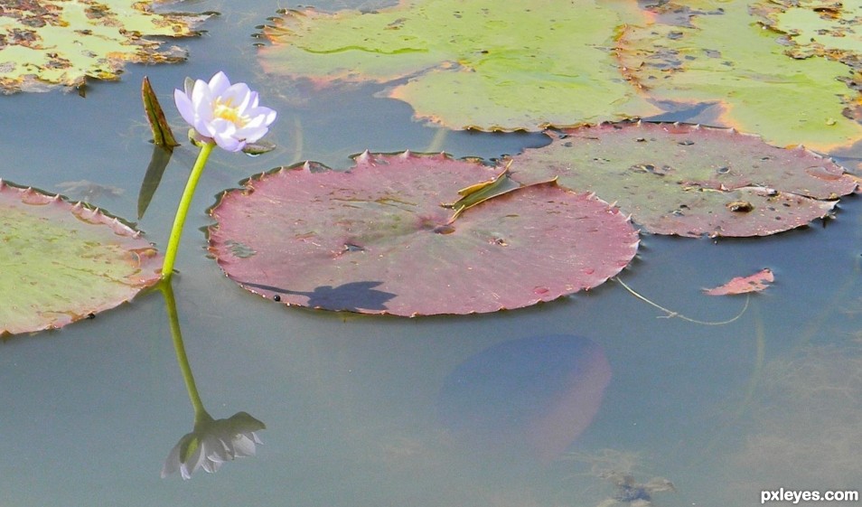 Swamp Lilly