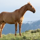 single horse source image