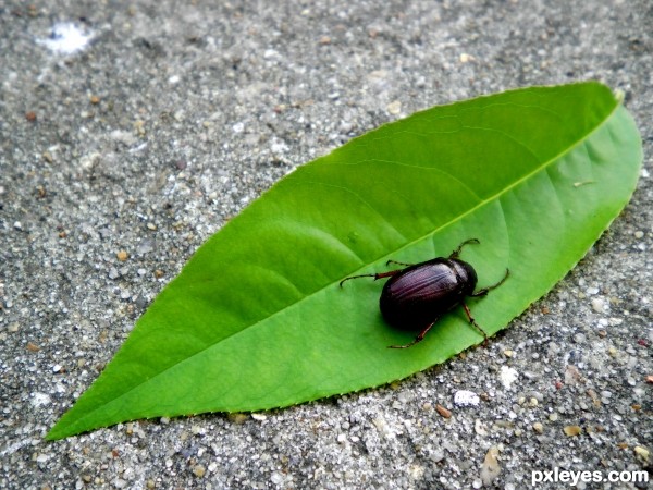 bug on leaf